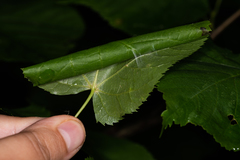 Cosmia trapezina
