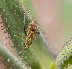 Macrotylus intermedius