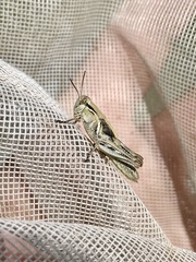 Melanoplus confusus