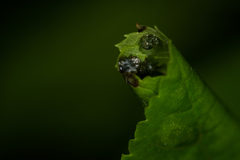 Cosmia trapezina