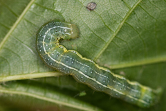 Cosmia trapezina