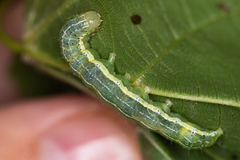 Cosmia trapezina