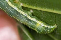 Cosmia trapezina
