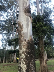 Corymbia tessellaris