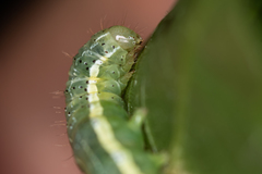 Cosmia trapezina