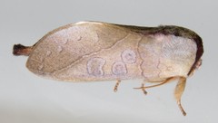 Janthinisca joannoui