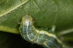 Cosmia trapezina