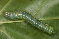 Cosmia trapezina