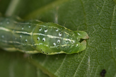 Cosmia trapezina