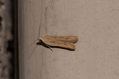 Mesophleps adustipennis