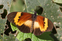 Acraea quadricolor latifasciata
