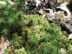 Sphagnum subsecundum