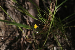 Utricularia chrysantha