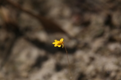 Utricularia chrysantha