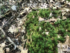 Sphagnum subsecundum