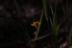 Utricularia chrysantha