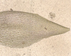 Sphagnum subsecundum