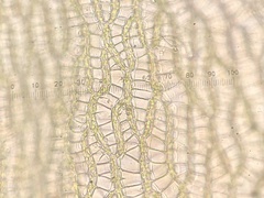 Sphagnum subsecundum