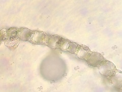 Sphagnum subsecundum