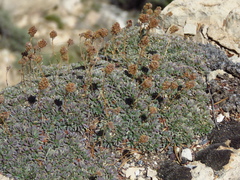 Petrophytum caespitosum caespitosum