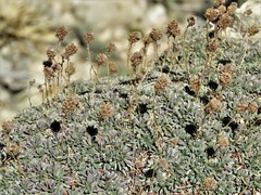 Petrophytum caespitosum caespitosum