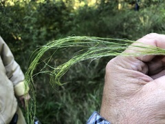 Austrostipa verticillata