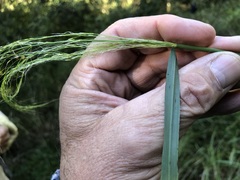 Austrostipa verticillata