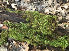 Brotherella recurvans