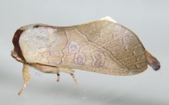 Janthinisca joannoui