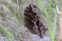 Protogoniomorpha temora temora