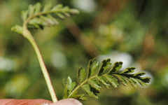Horkelia clevelandii