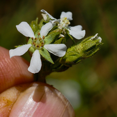 Horkelia clevelandii