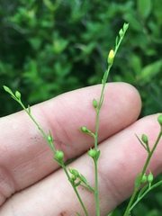 Linum striatum