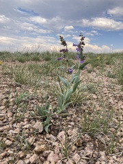 Penstemon secundiflorus