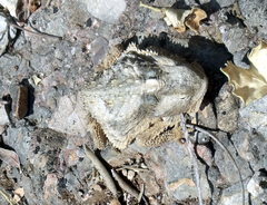 Phrynosoma taurus