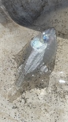 Platichthys stellatus