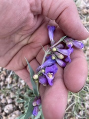 Penstemon secundiflorus