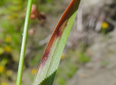 Septoria minuta