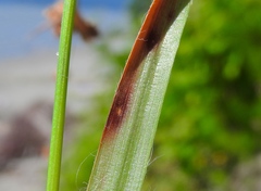 Septoria minuta