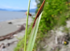 Septoria minuta