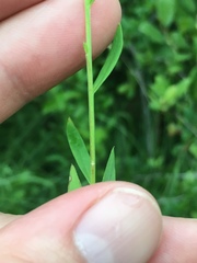 Linum striatum