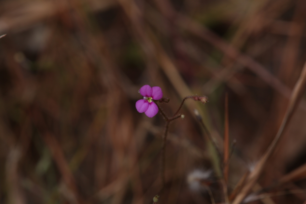 Stylidium austrocapense (Stylidium austrocapense)