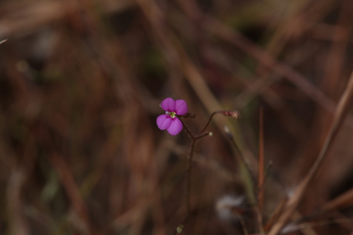 Stylidium austrocapense (Stylidium austrocapense)
