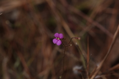 Stylidium austrocapense