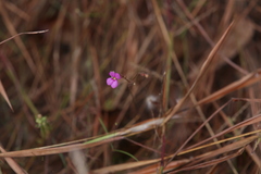 Stylidium austrocapense