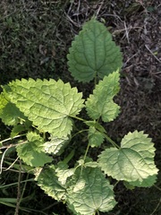 Urtica incisa