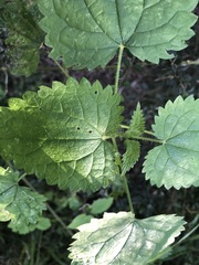Urtica incisa