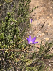 Brodiaea filifolia
