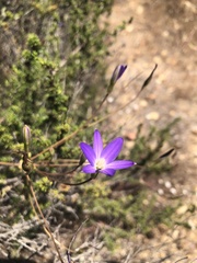 Brodiaea filifolia