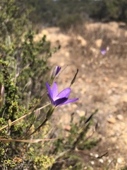 Brodiaea filifolia